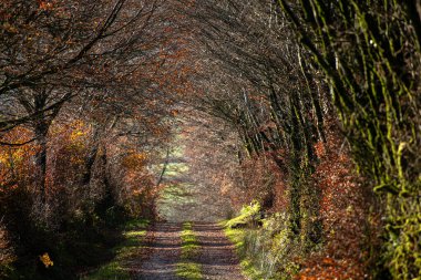 Kuzey Devon Exmoor 'daki bir ormanda sonbahar yürüyüşü. İngiltere.