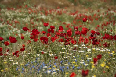 Güney Türkiye 'de Hiyeropolis' in antik Helenistik kalıntılarında haşhaş yetişiyor.