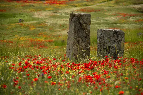 Gelincikler Hierapolis 'te vahşice yetişiyor. Türkiye 'nin güneyindeki Hierapolis' in Roma harabelerinde yabani gelincikler büyüyor