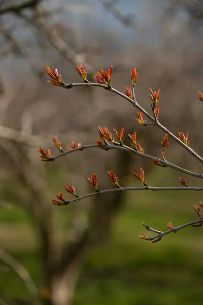  Kırmızı portakal renginde bahar nar yaprakları yakında yeşile dönecek..