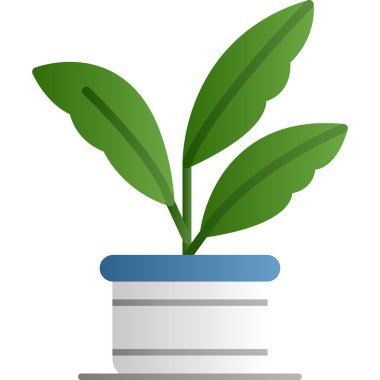 İki farklı renkte saksı çiçeği.