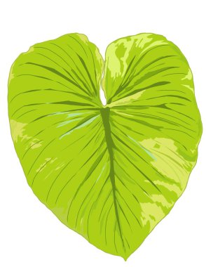 Philodendron Plowmanii Varyasyonları