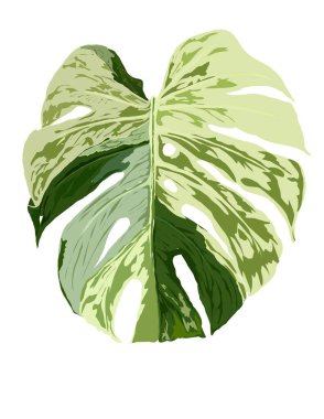 Monstera Borsegiana Darphanesinin el çizimi.