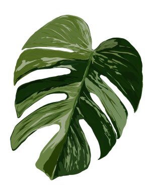 Monstera Borsegiana Darphanesinin el çizimi.
