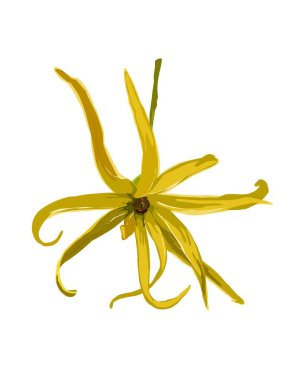 Cananga odorata ya da Ylang-ylang 'ın el çizimi. Sarı çiçek..