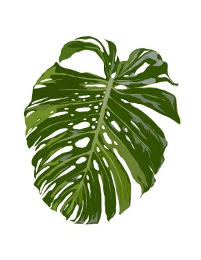 Monstera Deliciosa 'nın el çizimi büyük formu.