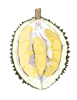 Durian ve kremsi sarı etinin canlı dijital bir çizimi. Benzersiz dokuyu ve dikenli cildi gösteren bu sanat eseri, gıda ambalajı veya menü tasarımı için mükemmeldir..