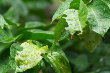Yağmur damlalarıyla kaplı canlı yeşil yapraklar, saflık, canlılık ve dinginliği yakalıyor..