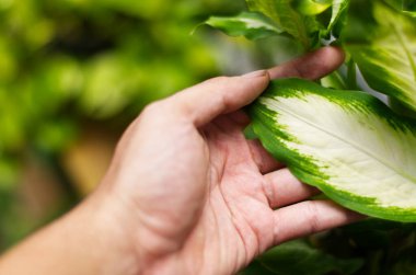 Yeşilliğin ortasında canlı yeşil ve beyaz bir yaprağı nazikçe tutan bir elin yakın çekimi, özeni ve doğal güzelliği temsil eder..