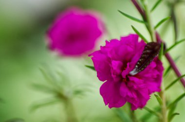 Vivid pink blossoms in focus with a butterfly perched, surrounded by blurred green background, showcasing natures beauty in vibrant tones and serene garden ambiance