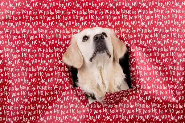 Golden Retriever köpeği yukarı bakıyor, kafasını kırmızı hediye paketi kağıdında Hoho yazan bir delikten uzatıyor. Bir yıldıza ya da özel bir olaya bakıyorum. Noel ve Yeni Yıl