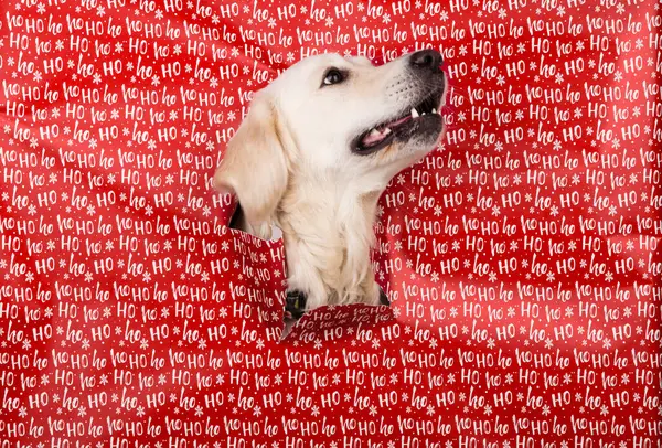 Beyaz, tüylü Golden Retriever köpeğinin portresi sağa bakıyor, gülümsüyor. Mutlu bir köpek her gün için bir hediyedir. Kırmızı bir arkaplanda HoHo yazısıyla birlikte bir portre. 