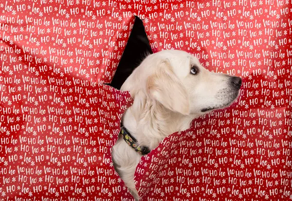 Beyaz, tüylü, sağa bakan Golden Retriever köpeğinin portresi. İnsanları arayan köpeğin yalvarma ve sevgi dolu bakışları. Hediye ambalaj kağıdının arka planına karşı portre. 