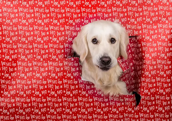 Yalvaran, hayal kırıklığına uğramış Golden Retriever köpeğinin suratı sola bakıyor. Köpeğin kafası kırmızı Noel hediyesinden sarkıyor ve üzerinde 