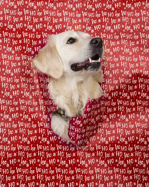 Noel hediyelerini açıyorum. Sürpriz ve beklenti. Beyaz Golden Retriever köpeği, Noel ambalaj kağıdının arka planında. Üzerinde Hoho yazan kırmızı kağıt. Hit hediyeler.