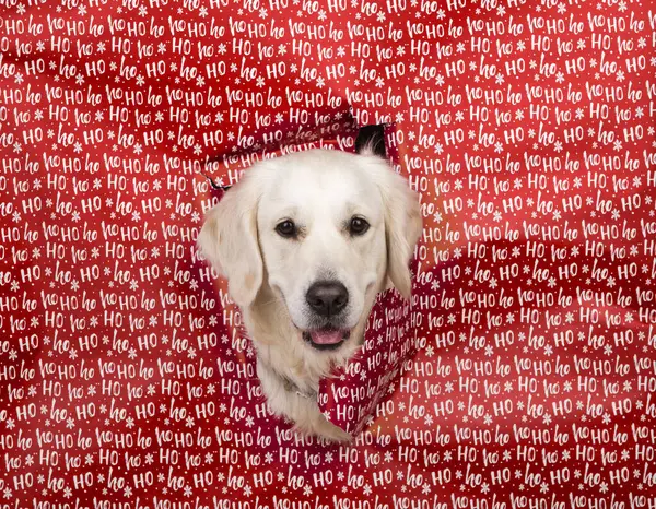Köpek portresi. Gülümseyen Golden Retriever köpeği. Aldığı ilgiden memnun. Kırmızı Noel hediye paketleme kağıdının arkasındaki köpek. Komik ve sevimli beyaz köpek