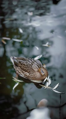 su üzerinde yaban ördeği