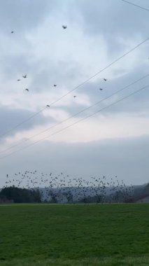 Gökyüzünde bir kuş sürüsü tarlaların üzerinde 