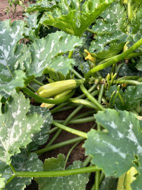 Bitkiler, sebzeler bahçede. Tarım