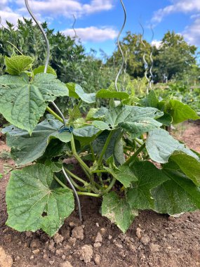 Bitkiler, sebzeler bahçede. Tarım