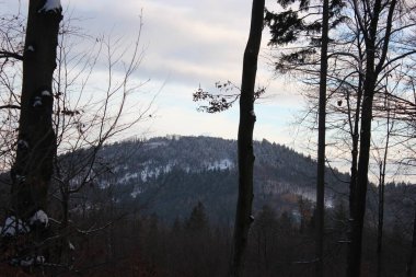 Kış ormanlarında yürü