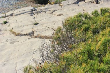 Yeşil çalılı kaya