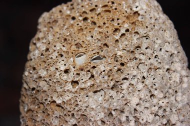 Deniz taşı dokusunun makro fotoğrafçılığı