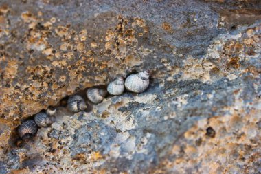 Küçük deniz salyangozları (çeşitli gastropodlar)