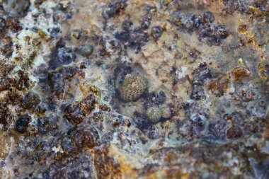 Küçük deniz salyangozları (çeşitli gastropodlar)