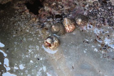 Küçük deniz salyangozları (çeşitli gastropodlar)