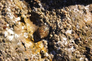 Küçük deniz salyangozları (çeşitli gastropodlar)