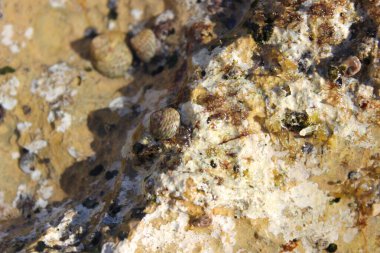 Küçük deniz salyangozları (çeşitli gastropodlar)