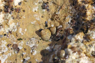 Küçük deniz salyangozları (çeşitli gastropodlar)