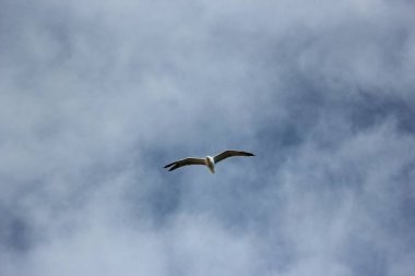 Martılar denizin üzerindeki gökyüzünde süzülür.