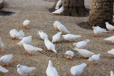 Yerde beyaz güvercin sürüsü