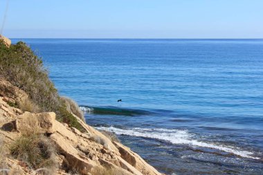 Güneşli bir günde denizin üzerinde uçan bir kuş.
