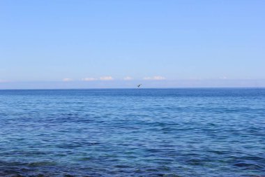 Güneşli bir günde denizin üzerinde uçan bir kuş.