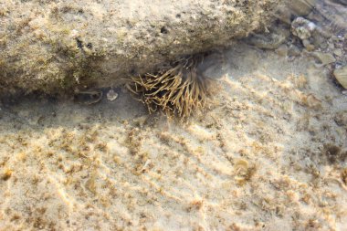 Wax rose (Anemonia viridis), Avrupa 'da bulunan bir deniz şakayığı türüdür.)