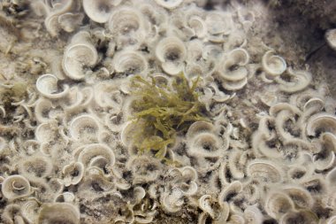 Küçük kahverengi algler Padina pavonica