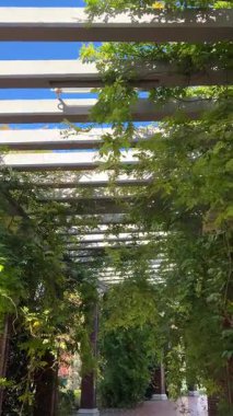 Güneşli bir günde yeşil bitkilerle sarmalanmış kirişlerin altında yavaş bir yürüyüş.