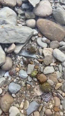 Sarmal kabuklu minik münzevi yengeçler sığ sularda deniz kayaları üzerinde yürürler.