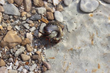 Yuvarlak kabuğunda küçük bir keşiş yengeci sığ sularda, deniz taşlarının arasında.