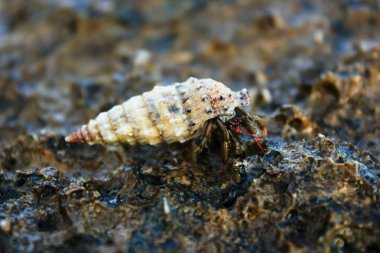 Küçük keşiş yengeci bir kayanın üzerinde uzun bir sarmal kabukta