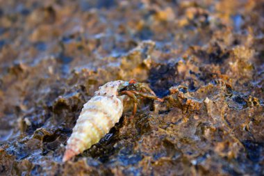 Küçük keşiş yengeci bir kayanın üzerinde uzun bir sarmal kabukta