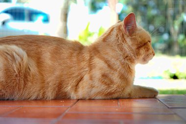 Sarı kedi bir yaz günü uyuyor