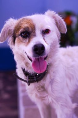 Karamelli göz bandı olan beyaz köpek fotoğraf çekilirken kameraya bakıyor.