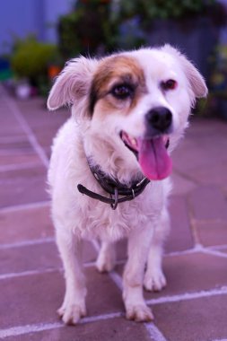 Kahverengi gözlü beyaz köpek fotoğraf çekilirken kameraya bakıyor.