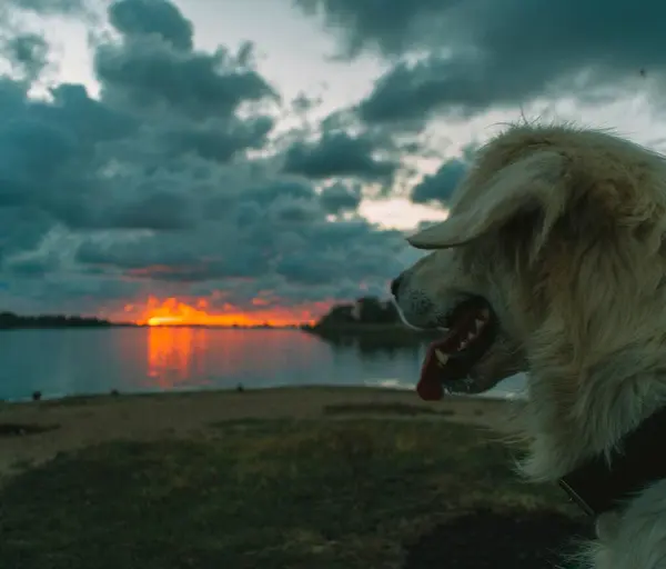 Günbatımında köpek