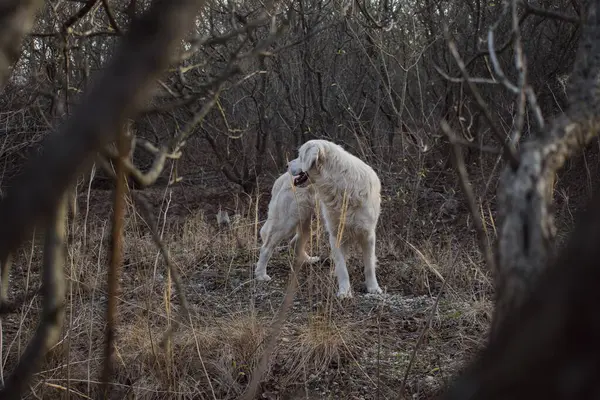Ormandaki beyaz köpek