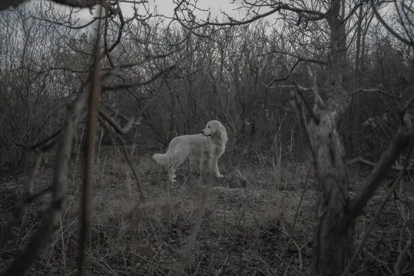 Ormandaki beyaz köpek
